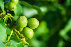 nuez árbol. nuez rama. verde nueces inmaduro nueces foto