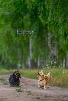 Full length view of the cheerful and cute group of three small breed on nature background. Puppies running for the drone. Animals and dogs concept photo