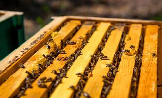 Selective focus on beehive with many honeycombs inside. Beehive with no lid. Closeup. photo
