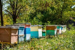 Colorful beehives in a garden in summer. Hives in an apiary with bees flying over. Apiculture concept. photo