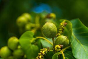 Fruits of a walnut on a branch of a tree. Walnut tree grow waiting to be harvested. Unripe walnuts. Green nuts tree. Nuts close-up photo