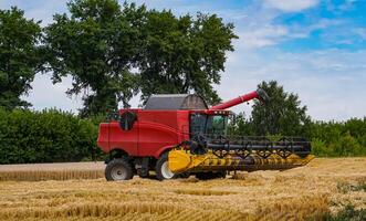 Combine harvester in action on wheat field. Process of gathering ripe crop from the fields. agricultural technic in field. Special technic in action. Heavy machinery photo