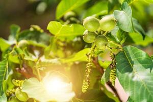 Little walnuts on the walnut tree. Green unripe walnuts hang on a branch. Green leaves and unripe walnut. Fruits of a walnut. Raw walnuts in a green nutshell. Ripe nuts of a Walnut tree. photo