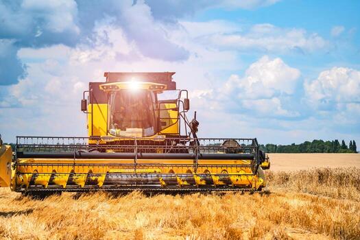 Combine harvester in action on wheat field. Process of gathering ripe crop from the fields. Front view. photo