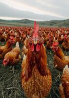 AI generated Large flock of red chickens photo