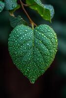 AI generated Green leaf with water droplets photo