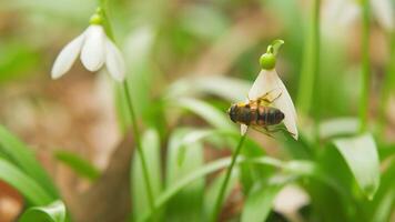 commun perce-neige ou galanthus nivalis dans printemps. peu premier printemps fleurs. blanc perce-neige fleurs. video