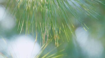 Kiefer Baum ist winken mit das Wind. spikey Blätter von das Kiefer Bäume. Bokeh. aus von Fokus. video