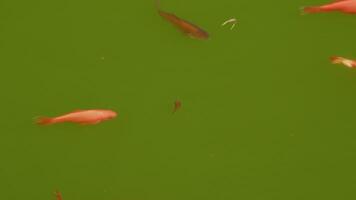 Fisch schwimmen im Wasser oben Sicht. Fische Schwimmen im ein Teich im ein japanisch Garten. video