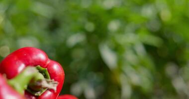 krat van rijp rood klok paprika's in tuin video