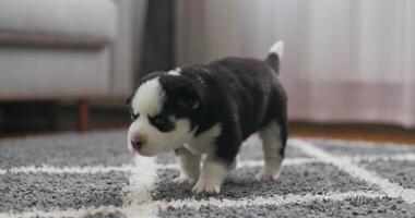 Adorable Newborn Puppy First Steps at Home video