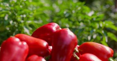 vers rood klok paprika's in houten krat video