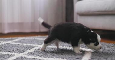 Black and White Puppy Exploring Home video