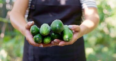 Hands Presenting Freshly Picked Cucumbers video