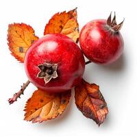 AI generated Rosehip on a white isolated background - AI generated image photo