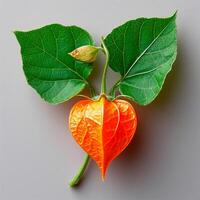 AI generated Physalis on a white isolated background - AI generated image photo