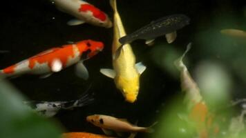 koi poisson habitat dans le artificiel poisson étang dans de face de le loger, un écologiquement amical concept et pour relaxant. video