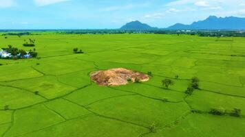 Paddy Field Near a Huge Rock - Aerial View video