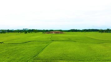 Paddy Field - Aerial View video