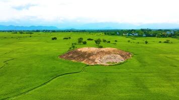 rijstveld veld- - achteruit dar schot video