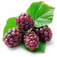 AI generated Ripe and tasty black mulberries on a white isolated background - AI generated image photo