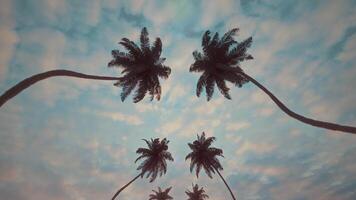 infinito strada con palma alberi su tutti e due lati in movimento veloce con un' nuvoloso blu cielo nel il sfondo nel un' parte inferiore Visualizza. spensierato estate riposo concetto. video
