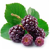 AI generated Ripe and tasty black mulberries on a white isolated background - AI generated image photo