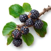 AI generated Ripe and tasty black mulberries on a white isolated background - AI generated image photo