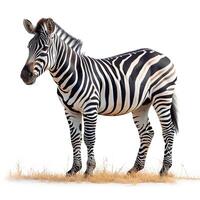 AI generated Zoo, Zebra on white isolated background - AI generated image photo