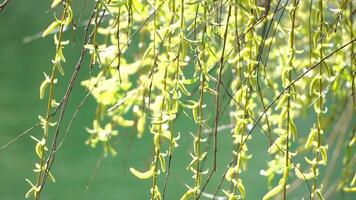 close-up branches of a weeping willow branches with fresh green spring goslings shaking in the wind, set against a background of blue lake water. tranquil and peaceful scene. slow motion. video