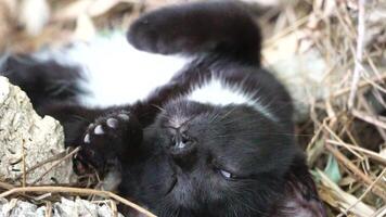 A cute happy black tabby kitten lies and rests on the floor of the park in the rays of sunlight, looks at the camera, wiggles its ears and enjoys the morning sun. video