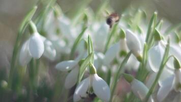 abelha poliniza floco de neve durante cedo Primavera dentro floresta. gotas de neve, flor, Primavera. querida abelha, apis mellifera visitando primeiro snowdrops em cedo primavera, sinalização fim do inverno. lento movimento, fechar acima video