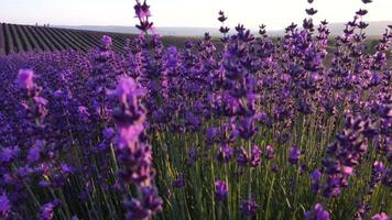 épanouissement lavande dans une champ à le coucher du soleil. Provence, France. proche en haut. sélectif se concentrer. lavande fleur printemps Contexte avec magnifique violet couleurs et bokeh lumières. video