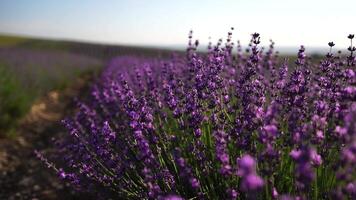 Blooming lavender in a field at sunset. Provence, France. Close up. Selective focus. Slow motion. Lavender flower spring background with beautiful purple colors and bokeh lights. video