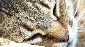 A cute happy grey tabby kitten lies and rests on the floor of the park in the rays of sunlight, looks at the camera, wiggles its ears and enjoys the morning sun. video