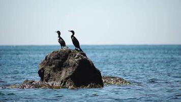 Tierwelt, Vögel. zwei schwarz Kormorane Ente ist ruhen thront auf das Felsen. ein Meer Vögel sind ruhen auf ein Felsen und suchen beim das Meer. Marine Fauna. Vogel im ein Meer. Vögel beobachten. Phalacrocorax carbo video