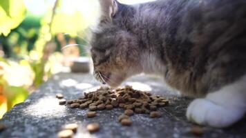 gato disfruta un comida al aire libre en medio de otoño naturaleza en luz rayos de luz de sol, mira a el cámara, se menea sus orejas y disfruta el Mañana Dom. lento movimiento, cerca arriba video