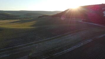 Aerial Lavender fields. Endless rows of blooming lavender fields on summer sunset time. Lavender Oil Production. Field with lavender rows. Aromatherapy. Relax. video