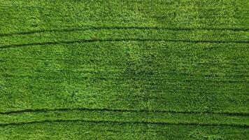 aéreo ver en verde trigo campo en campo. campo de trigo soplo en el viento en puesta de sol. joven y verde espiguillas orejas de cebada cosecha en naturaleza. agronomía, industria y comida producción. video