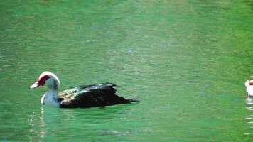 bellissimo anatre galleggiante su il lago nel il parco su un' soleggiato giorno. animali, uccelli e animali selvatici, viaggio e vacanza concetto. lento movimento video