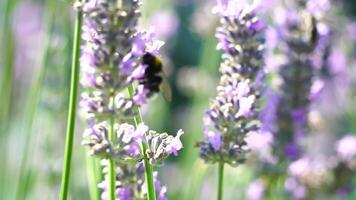 humla på en lavendel- blomma i de trädgård i de strålar av Sol. bin noggrant samlar pollen från blomning lavendel- fält. stjälkar svängande i de sommar bris, stänga upp långsam rörelse video