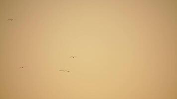 een kudde van meeuwen vlieg in warm zonsondergang lucht over- de oceaan. silhouetten van meeuwen vliegend in langzaam beweging met de zee in de achtergrond Bij zonsondergang. avond. niemand. vrijheid concept video