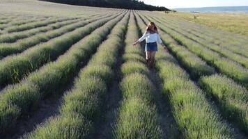 aérien lavande des champs. content femme courir dans interminable Lignes de épanouissement lavande des champs sur été le coucher du soleil temps. lavande pétrole production. champ avec lavande Lignes. aromathérapie. se détendre. video