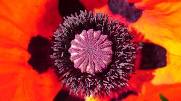 rood papaver bloem hoofd dichtbij omhoog van bloemblad. klaprozen in de weide wild papaver veld, swinging door wind. macro. detailopname van bloeiende papavers. glade van rood papavers. zacht focus vervagen. papaver sp. video