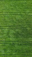 aéreo vertical ver en verde trigo campo en campo. campo de trigo soplo en el viento en puesta de sol. joven y verde espiguillas orejas de cebada cosecha en naturaleza. agronomía, industria y comida producción video