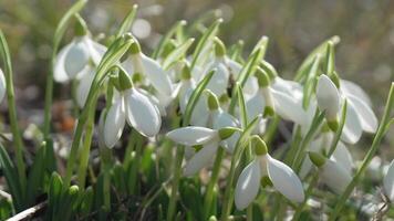 bucaneve impollinato di ape durante presto primavera nel foresta. bucaneve, fiore, primavera. bianca bucaneve fioritura nel giardino, presto molla, segnalazione fine di inverno. lento movimento, vicino su video