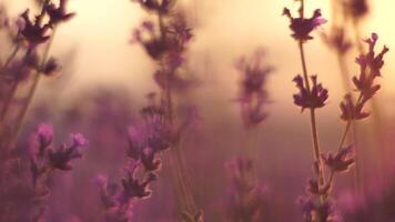 Lavendel beim Sonnenuntergang. abstrakt verschwommen Blühen üppig violett Lavendel Blumen im golden warm Sonnenuntergang Licht. organisch Lavendel Öl Produktion im Europa. Garten Aromatherapie. schleppend Bewegung, schließen oben video