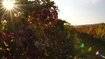 hell Herbst rot Orange Gelb Weinrebe Blätter beim Weinberg im warm Sonnenuntergang Sonnenlicht. schön Cluster von Reifung Trauben. Wein machen und organisch Obst Gartenarbeit. schließen hoch. selektiv Fokus. video