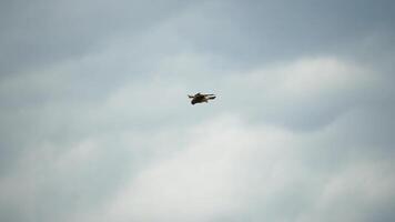 predatore falco uccello librarsi nel aria, a caccia per cibo su terra. Soaring falco o falco congelato nel il aria sopra il terra, pronto per corsa giù per preda. lento movimento video