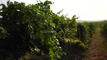 omogen grön druva knippa bland vinranka löv på vingård i värma solnedgång solljus. skön kluster av mogning vindruvor. vinframställning och organisk frukt trädgårdsarbete. stänga upp. selektiv fokus. video